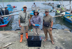 Sanca Kembang Sepanjang 3,5 Meter Dilepasliarkan di Nusakambangan Timur