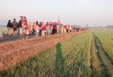 CFD di Tengah Sawah Jadi Tren Baru di Banjarnegara, Ribuan Warga Padati Setiap Akhir Pekan