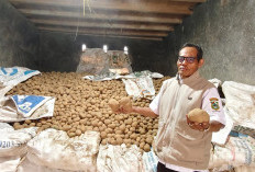 Harga Jual di Bawah Rp 10 Ribu, Petani Kentang Banjarnegara Bertahan di Tengah Kerugian