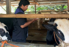 Cegah Penyebaran Penyakit Ternak, DPPP Purbalingga Gencarkan Vaksinasi