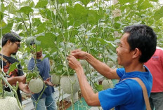 BUMDes Gumelar Banyumas Kembangkan Melon Hidroponik, Greenhouse Dongkrak Hasil Panen dan Pendapatan Petani