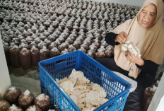 Sunarti Tekuni Jamur Tiram di Sumpiuh Banyumas, Pensiunan Penyuluh Raih Omzet Rp1 Juta Per Minggu