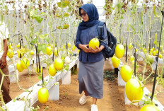 Melon Hidroponik Tabela Laris Dipetik, Panen BUMDes Karanggedang Banyumas Terserap Program MBG