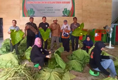 Daun Talas Beneng Dilirik Jadi Pengganti Tembakau di Cilacap