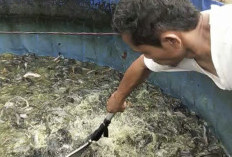 Potensi Lele Terserap MBG Hingga 30 Ton Perbulan 