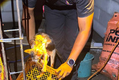 Damkar Selamatkan Kucing dari Sumur di Kedungbanteng Banyumas