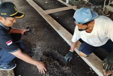 Cacing, dari Menjijikan hingga jadi Usaha Menjanjikan,  Pengurai Polemik Sampah dan Ekonomi di Banyumas