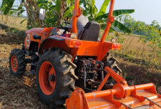 Petani Kedungpring Banyumas Tetap Tanam Saat Kemarau, Lahan Beralih ke Jagung dan Semangka