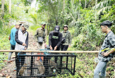 Empat Satwa Liar Dilepasliarkan di Cagar Alam Nusakambangan Timur Cilacap