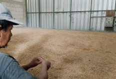 Gabah Mengantre, Pengering Dipacu Semalaman, Serapan Bulog Bikin Pengelola Lembur