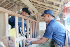 Cilacap Swasembada Daging Kambing dan Domba, Kebutuhan Pasar Tetap Terpenuhi