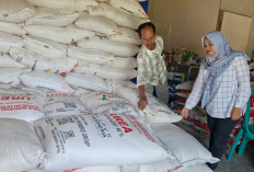Stok Terjaga dan Distribusi Lancar, Hasil Panen Petani Cilacap Tembus 10 Ton per Hektare
