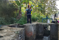 Debit Air Turun, Ratusan Hektare Sawah Mulai Digilir, Kemarau Pengaruhi Irigasi Banyumas Timur
