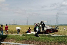 Antisipasi El Nino, Cilacap Kebut Percepatan Masa Tanam Padi