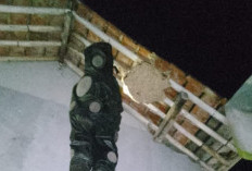 Sarang Tawon Vespa di Banyumas Disisir Damkar, Sembilan Titik Dilaporkan Warga