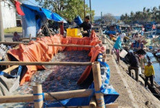 Nelayan Cilacap Panen Ubur-Ubur, Satu Perahu Bisa Dapat Satu Ton Sehari