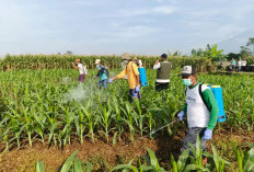 Tekan Bahaya Residu Kimia, DPPP Purbalingga Gencarkan Penggunaan Agensia Hayati bagi Petani