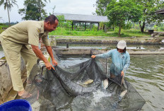 PAD Sektor Perikanan Kabupaten Purbalingga Lampaui Target, Capai Rp217,49 Juta