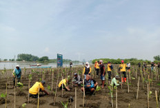 Ekosistem Mulai Berkurang, Mangrove Karangbenda Terancam