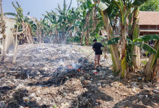 Sampah Menumpuk, Pasar Kutawis Rencanakan Insinerator untuk Kurangi Pembakaran Terbuka