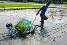 Mesin Tanam Mulai Diuji, Solusi Krisis Buruh Tandur di Banyumas