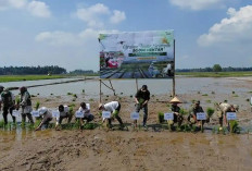 Cilacap Jadi Pusat Gerakan Tanam Serempak Nasional