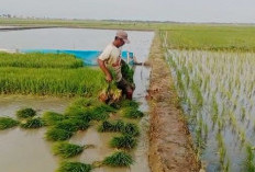 Musim Kemarau Datang, Ketersediaan Air untuk Sawah di Cilacap Masih Aman