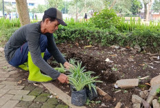 Tanaman Taman Kota Disulam, UPKP Sumpiuh Banyumas Ganti Hiasan yang Mati
