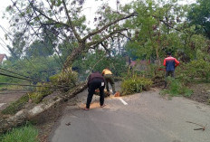 Pohon Tumbang Tutup Jalan di Kembaran, Evakuasi BPBD Banyumas Berlangsung Dua Jam