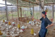 Harga Ayam Banyumas Naik Rp45 Ribu, MBG Dongkrak Kebutuhan Pasar