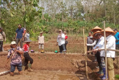Tekan Biaya Produksi, Petani Karanggintung Cilacap Gunakan Metode Tabela