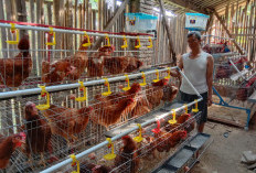 Magot Dinilai Dongkrak Produksi Telur