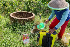 Harga Pupuk di Banyumas Naik 30 Persen, Dampak Geopolitik Tekan Petani Muda