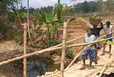 Jembatan Bambu Selanegara Jadi Andalan Petani, Warga Sumpiuh Banyumas Berharap Akses Dibangun Permanen