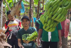 Ansor Pejagoan Panen Cavendish, Dorong Ekonomi Kader