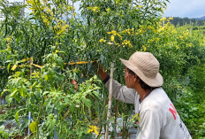 Petani Cabai Wilayah Banjarnegara Atas Bersiap Panen