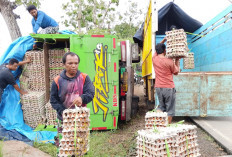 Hindari Anak Sekolah, Truk Muatan Telur Rp105 Juta Terguling di Kemrsnjen Banyumas