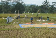 Banjarnegara Surplus 45 Ribu Ton Beras, Jadi Penyangga Pangan Jawa Tengah