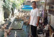 Peternak Bebek Alian Gunakan Pakan Alternatif, Produksi Telur Capai 80 Persen
