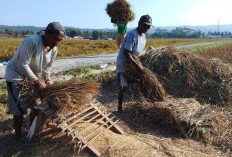 Gepyok Masih Jadi Andalan Petani Banyumas, Panen Manual Dinilai Lebih Hemat untuk Lahan Kecil