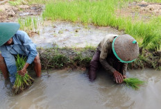 Petani Cilacap Berburu Bibit Padi Liar di Banyumas, Strategi Tekan Ongkos Tanam