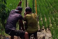 Petani Sirau Banyumas Swadaya Bangun Sumur Bor, Antisipasi Debit Air Menyusut Saat Kemarau Panjang