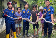 Ular Sanca Tiga Meter Dievakuasi dari Dapur Rumah Warga Panican