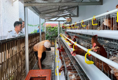 Warga Binaan Rutan Banjarnegara Budidaya Ayam Petelur, Bekal Usaha Setelah Bebas