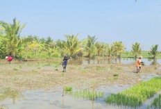 Libatkan Anak Muda, Tanam Padi di Kampung Laut Cilacap Digenjot