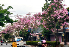 Mekar Sempurna Serasa di Negeri Sakura, 30 Tabebuya Pink Mekar Di Purwokerto