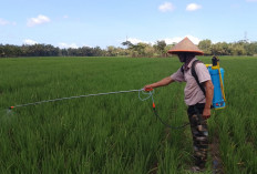 Petani Sirau Banyumas Lawan Wereng Secara Alami, Agensi Hayati Dipilih karena Lebih Hemat dan Ramah Lingkungan