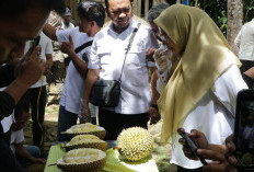 Durian Jamaah Sigaluh, Satu Pohon Tua Hasilkan 15 Varietas Durian Unggulan