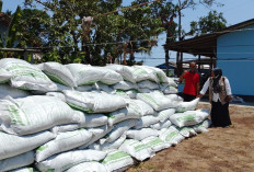 140 Ton Pupuk Organik Disalurkan ke Petani Sumpiuh, Bantuan Provinsi Dorong Kesuburan Lahan Padi Banyumas