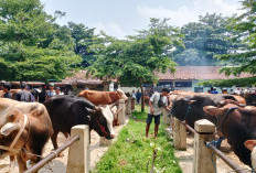 Pasar Hewan Ajibarang Banyumas Ramai, Tapi Penjualan Lesu